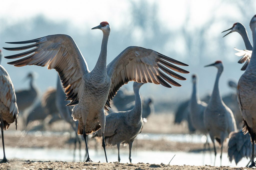 Sandhill Cranes on the Platte River at Martin's Reach WMA