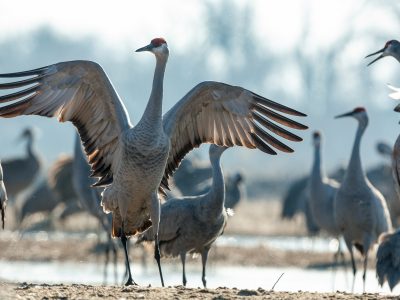 Sandhill Cranes on the Platte River at Martin's Reach WMA