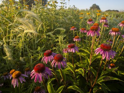 Purple coneflower grows among other grasses and wildflowers in a tallgrass prairie.