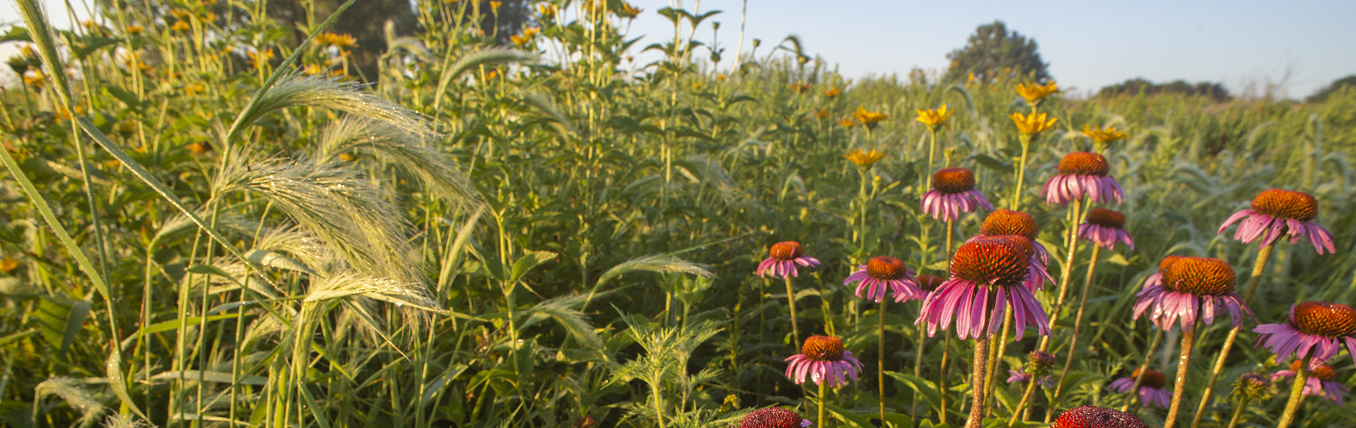 Purple coneflower grows among other grasses and wildflowers in tallgrass prairie.