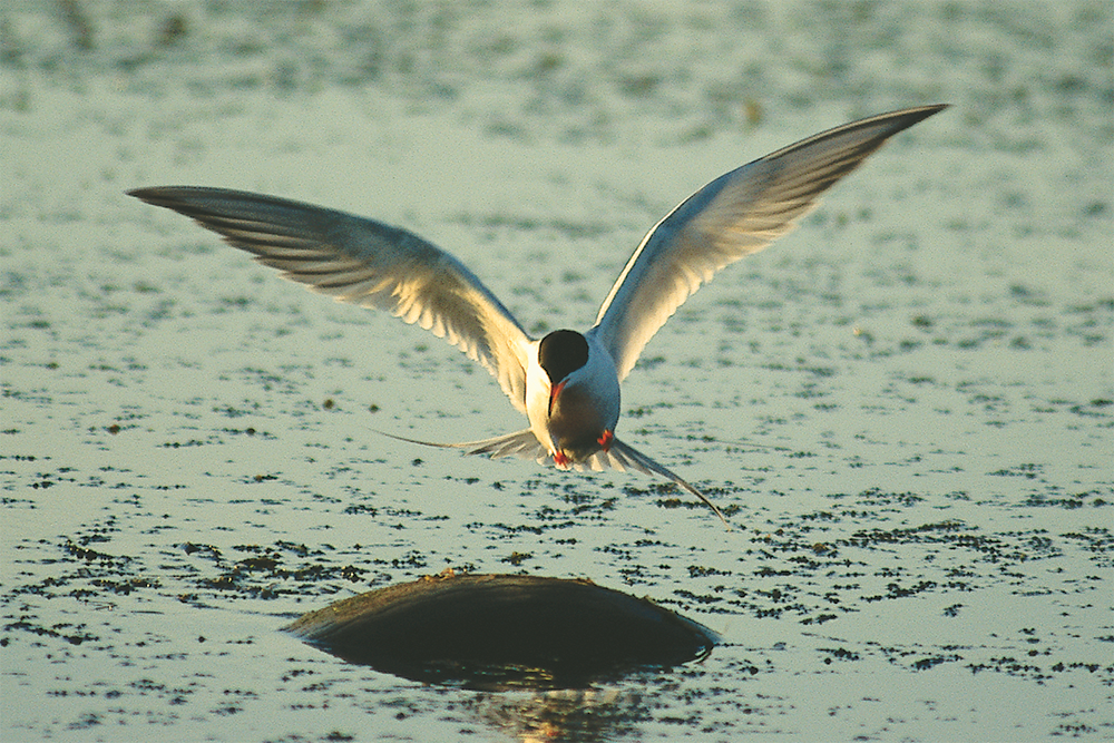 Black tern