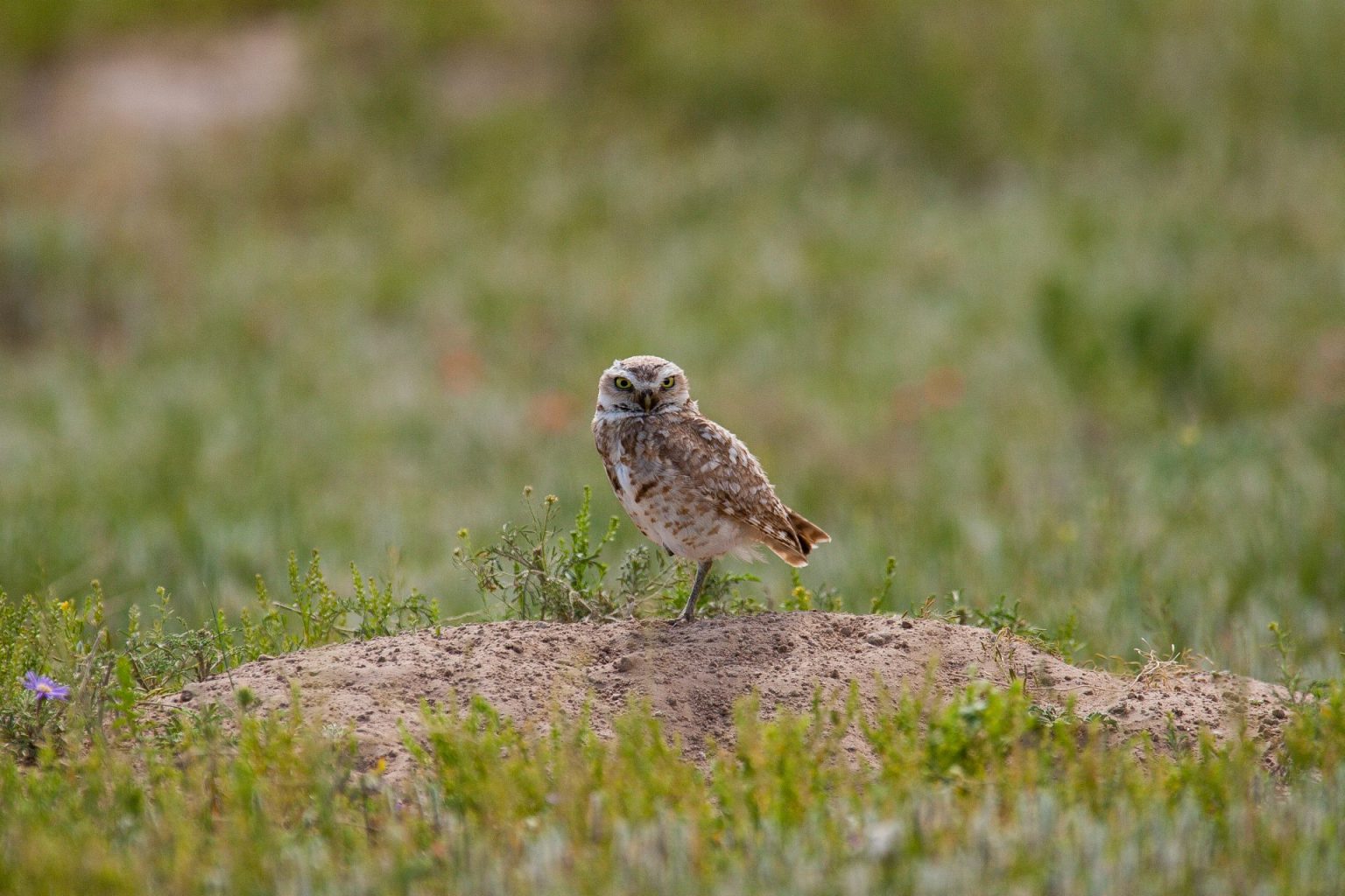 Burrowing owl north of Henry on private land in Sioux County