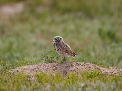 Burrowing owl north of Henry on private land in Sioux County