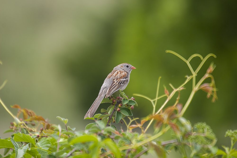 A Harris's Sparrow (Zonotrichia querula) perches among green foliage. 