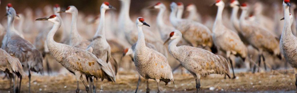 Sandhill Cranes