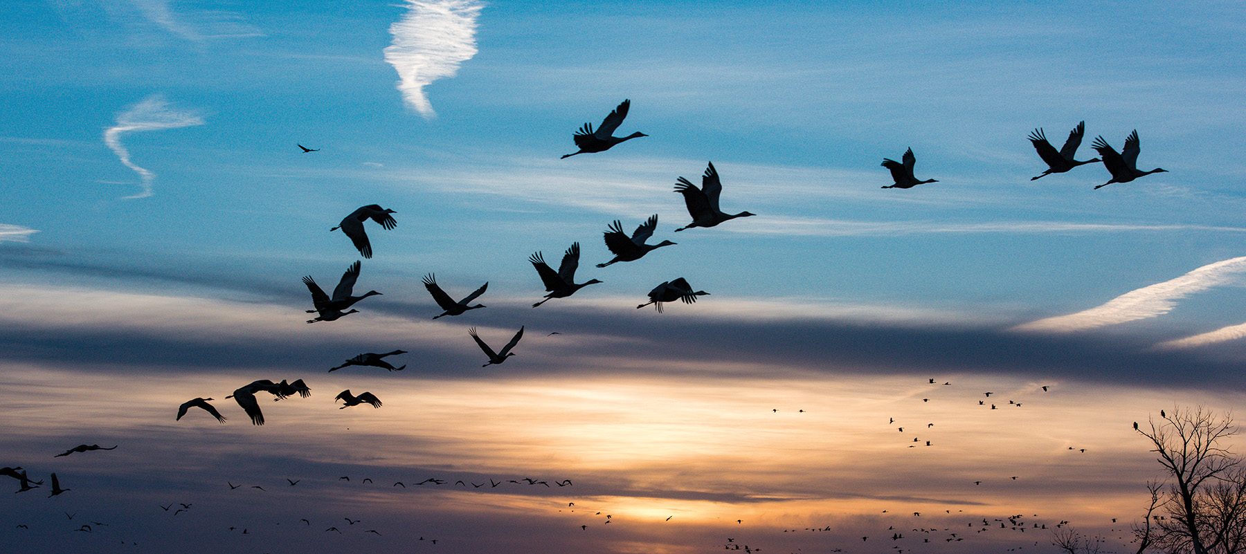 Sandhill cranes fly from their roost on the Platte River in Hall County at sunrise during their annual stopover in their northward spring migration.