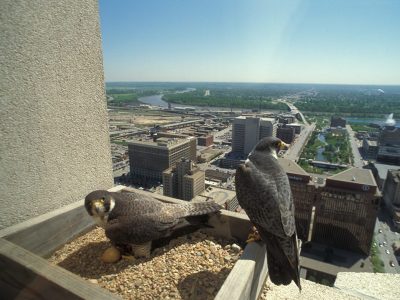 A pair of Peregrine falcons (Falco peregrinus) sit on a nesting platform with their eggs atop the Woodmen Tower in Omaha.