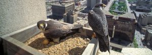 A pair of Peregrine falcons (Falco peregrinus) sit on a nesting platform with their eggs atop the Woodmen Tower in Omaha, Douglas County.