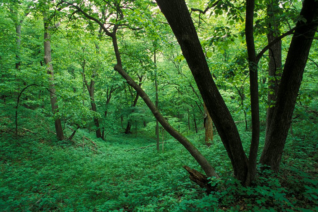 Fontenelle Forest Fontenelle Forest