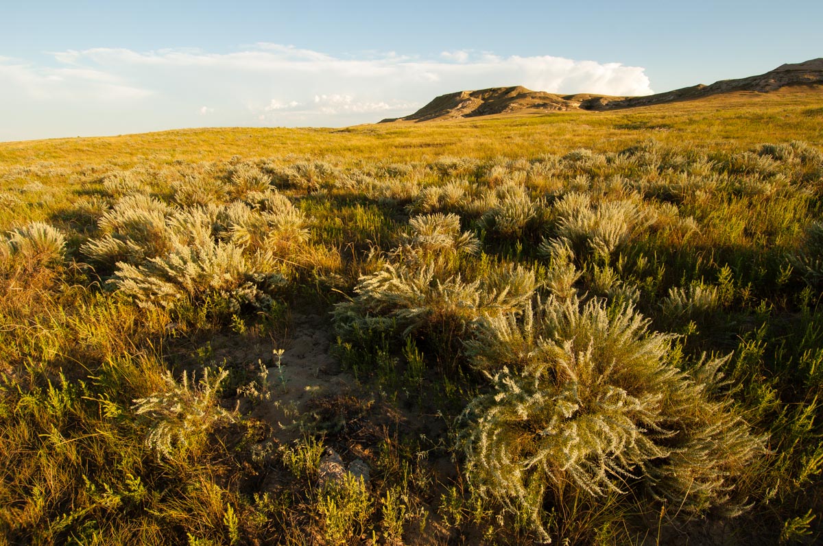 Shortgrass prairie Shortgrass prairie