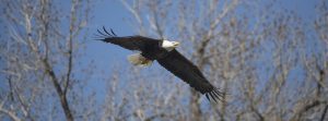 A Bald Eagle flies in Sheridan County.