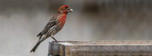 House Finch (Haemorhous mexicanus) feeds at Feeder in Chadron, Dawes County.