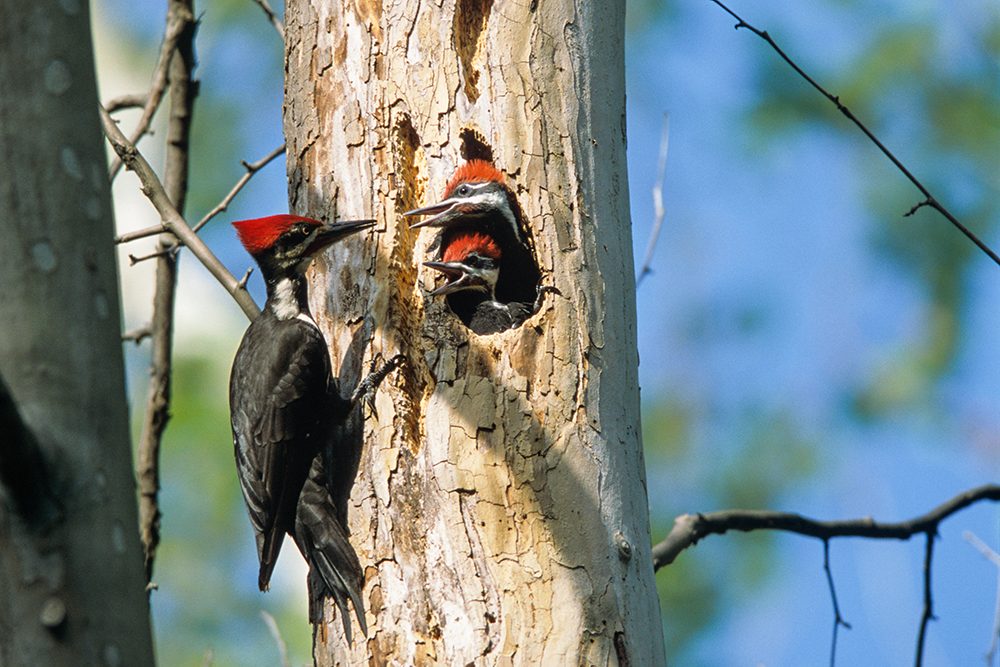 Adults and young pileated woodpeckers hang out in/around the nest cavity cut into a bottomland forest snagged tree.