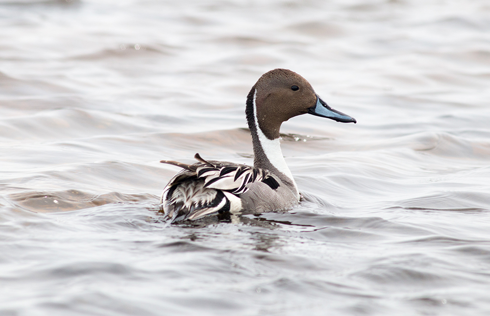 Northern Pintail floating on lake.