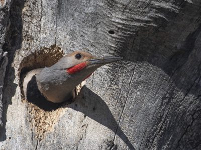 Northern Flicker (Colaptes auratus) Nest Construction