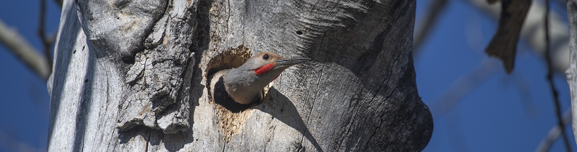 Northern Flicker (Colaptes auratus) Nest Construction