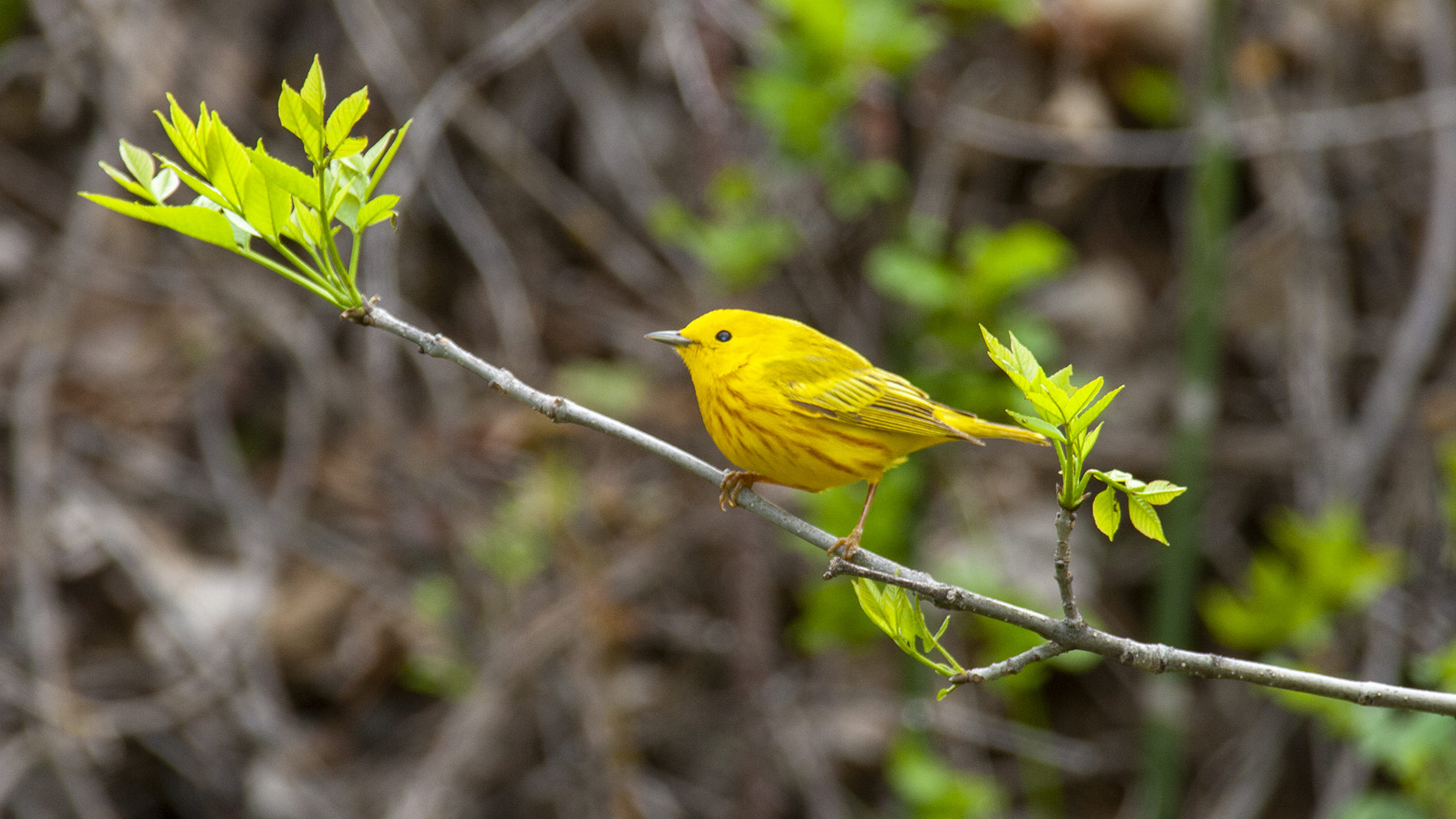 Yellow warbler at Gilbert Baker Wildlife Management Area