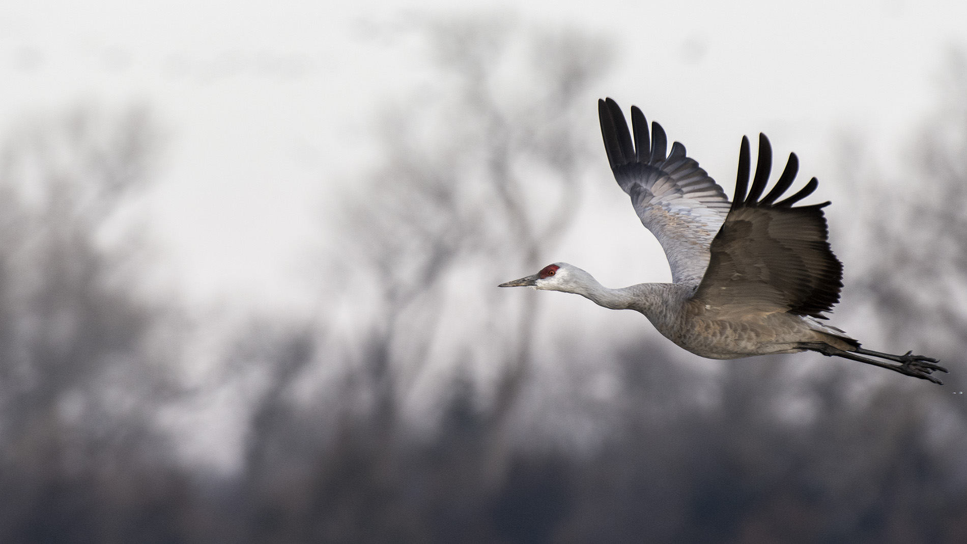 Sandhill cranes fly from their roost on the Platte River