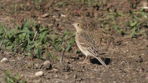 Sprague's Pipit by Phil Swanson