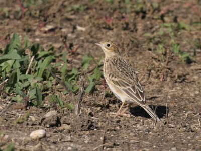 Sprague's Pipit by Phil Swanson